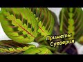 Маранта может ВСЕ! Приметы и суеверия о Маранте.