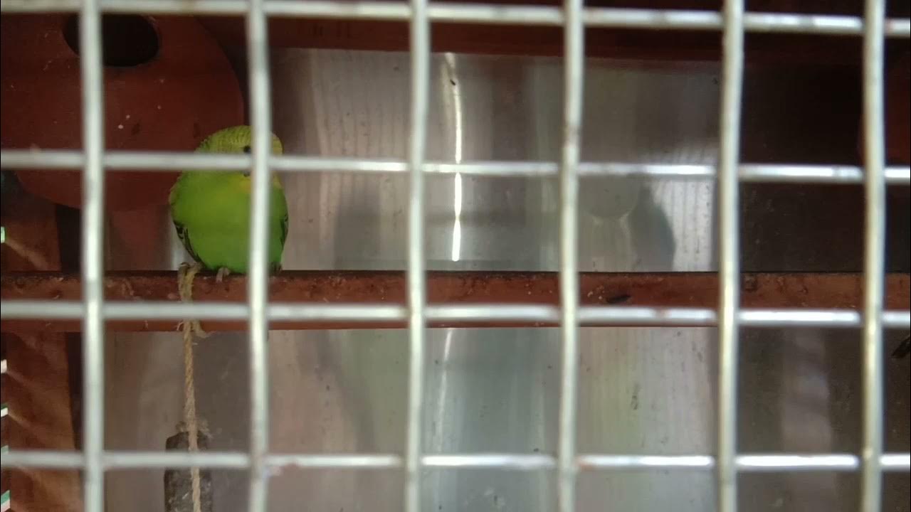 LOVE BIRDS EGG HATCHING TIME FULL VIDEO Lovebirds lay eggs and the