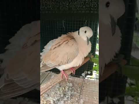 burung Puter rumahan manggung #viral #shorts