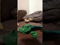 o spino se explicando do o porque ele bateu no majungassauro kkkk #jurassicworld#meme
