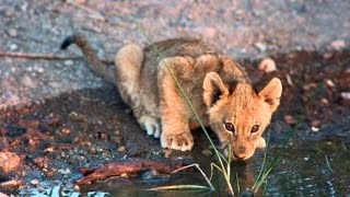 A Family of Lazy Lions Spot a Duiker at Sunrise