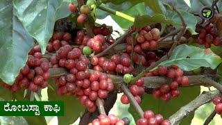 ಕಾಫಿಯ ವಿಧಗಳು, ತಳಿಗಳು  ಡಾ. ವೇಣುಗೋಪಾಲ | Types and Varities of Coffee
