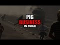 Pig Business en Chile (Latin-American Spanish)