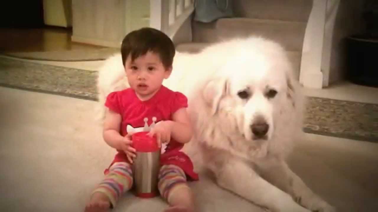 baby great pyrenees