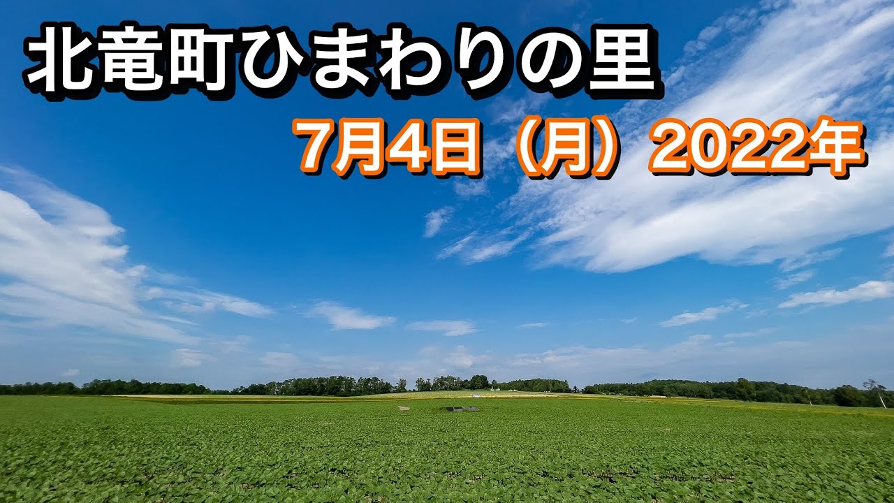 ひまわりの里の健やかなる成長 7月4日 月 22年 北竜町ポータル