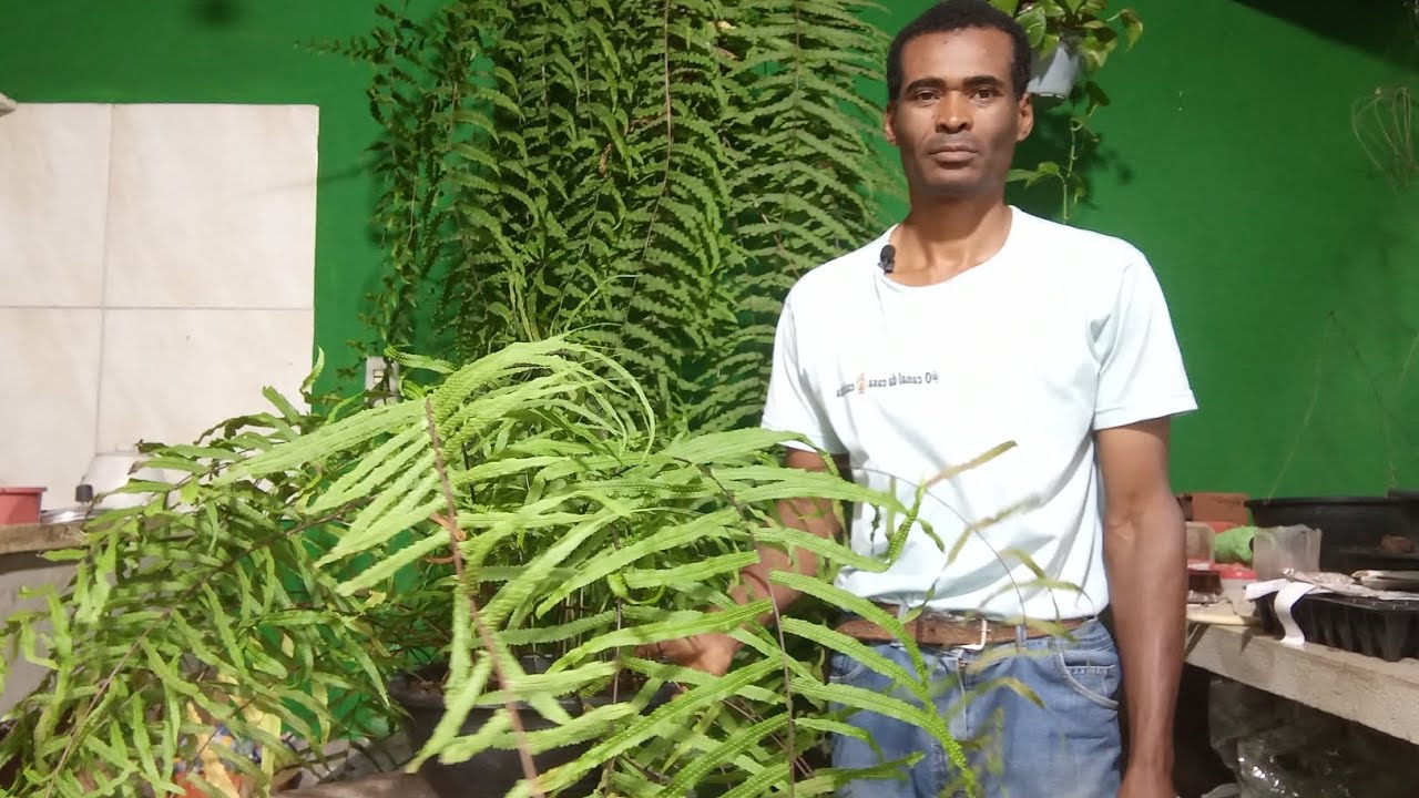 @o canal da casa 🏡 casinha como fazer 4 vaso de samambaia Chorona .