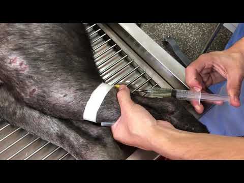 Video: Etodolac (Etogésico) - Lista De Medicamentos Y Recetas Para Mascotas, Perros Y Gatos
