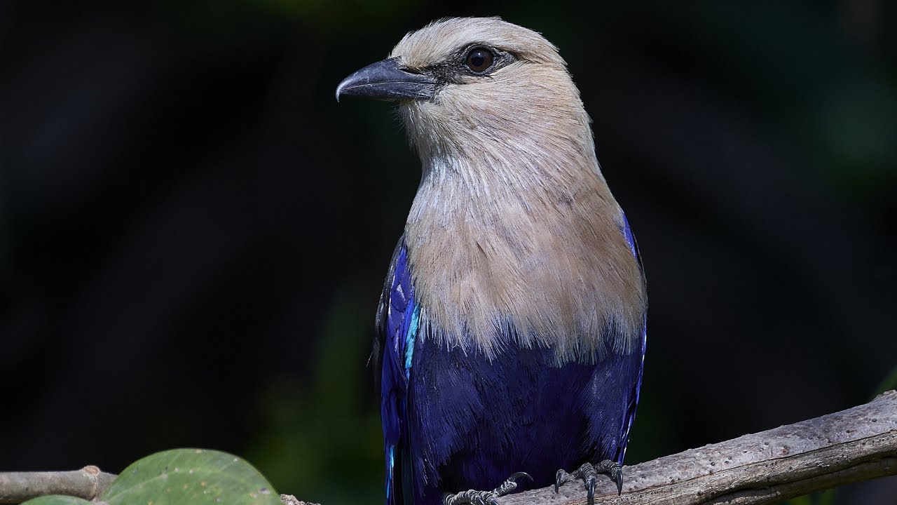 Carraca Blanquiazul   -   Coracias cyanogaster