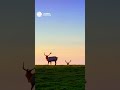 Watch: Majestic Tule Elk at California's Point Reyes National Seashore #shorts