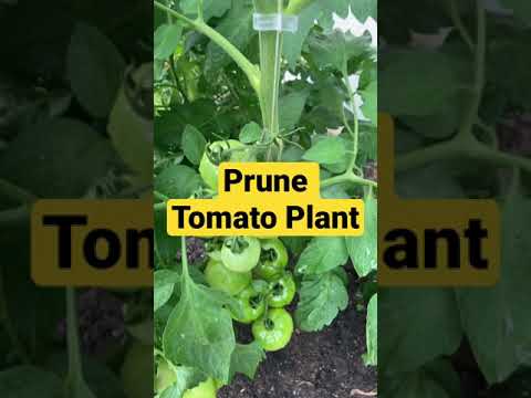 فيديو: تقليم Tomatillos - هل يمكنني تقليم نبات Tomatillo