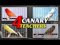 The best canary teachers 12h training song