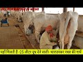 👍FULL VIDEO: 25 Kg milk- Tharparkar Cows' Farm @ CCBF  @SURATGARH, Rajasthan.👍👍.