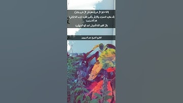 (الله خالق كل شيء ..) -سورة الزمر - عمر الدريويز