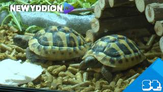 Crwbanod Cân i Gymru yn cyrraedd Pentrefoelas! A dod â straeon yn fyw yng ngŵyl llên plant Caerdydd