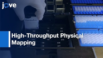 High-Throughput Physical Mapping: Chromosomes By Automated in situ Hybridization l Protocol Preview