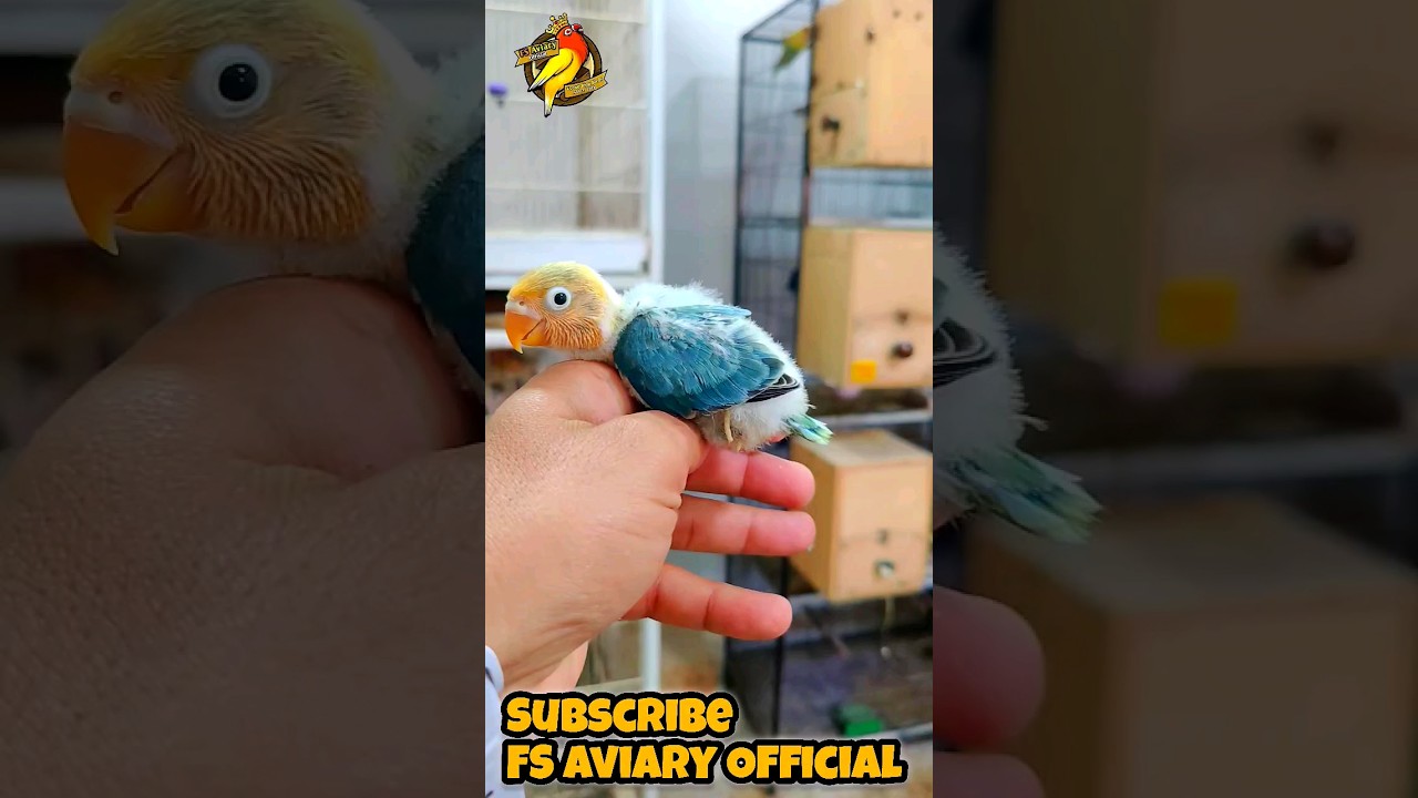 Parblue Opaline / Ino lovebird Baby | Parblue Opaline / Ino lovebird | 