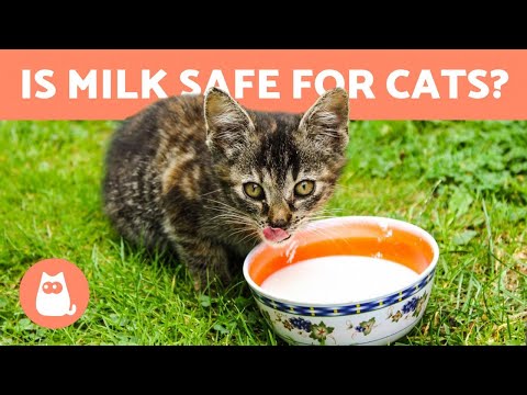 Is it OK for CATS to drink MILK? 🥛 Find out!