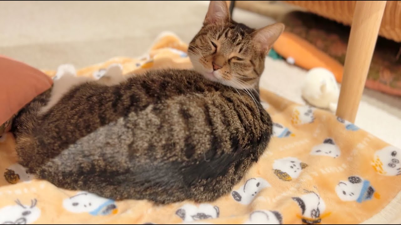 寒すぎてホットカーペットが手放せない猫が可愛すぎる【ねむ通信Vol.87】