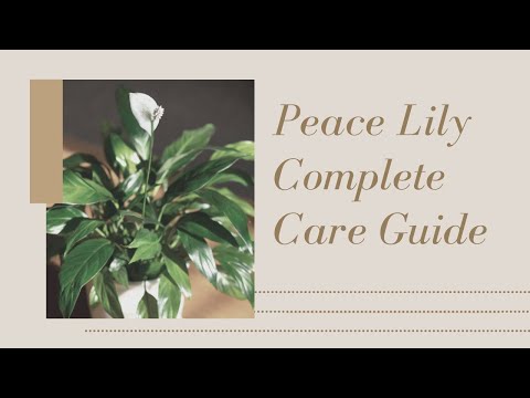 Peace Lily Care for Beginners | Helpful Tips - Spathiphyllum