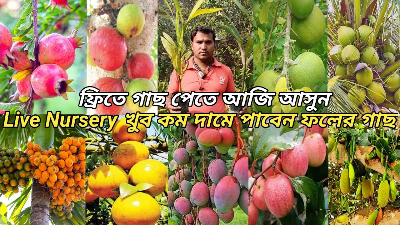 Live Nursery West bengal বিদেশি ভ্যারাইটি ফলের একদম নতুন নার্সারি খুব