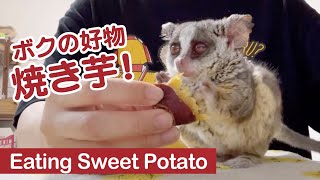 焼き芋を夢中で食べるカワイイお猿 