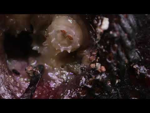 HIDDEN VIDEO: The Maggot Swarm - HIDDEN VIDEO: The Maggot Swarm