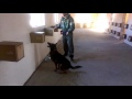 Detection Dog Training VITO K - 9 №37 Detection Dog Training VITO K - 9 №37