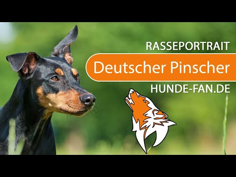 ► Deutscher Pinscher [2018] Rasse, Aussehen &amp; Charakter