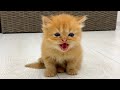 Kitten farted