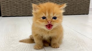 Kitten farted