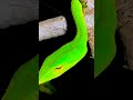 Beautiful Green vine snake #nature #wildlife #forest #snake #shorts #viral