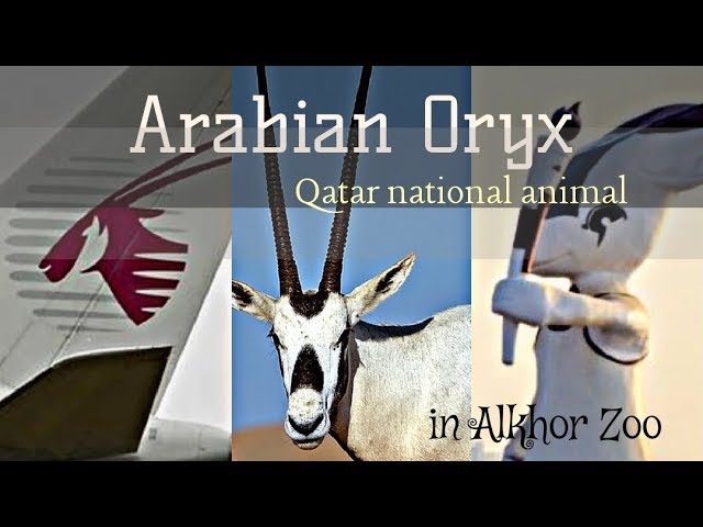 Arabian Oryx at Alkhor zoo | Qatar National Animal - Oryx - YouTube