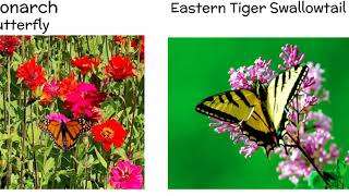 Pollinator count screencast