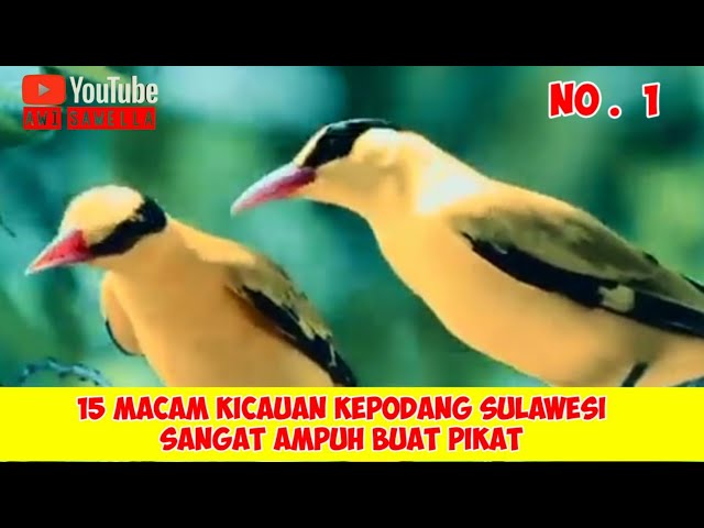 15  MACAM KICAUAN BURUNG KEPODANG SULAWESI SANGAT AMPUH BUAT PIKAT class=