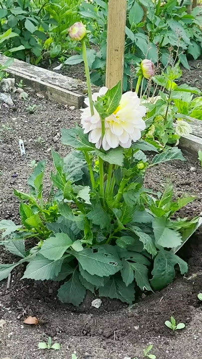 Toads in the garden - Richard Jackson Garden