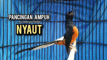 murai batu gacor AMPUH buat PANCINGAN murai batu agar bunyi JADIKAN burung murai gacor EMOSI