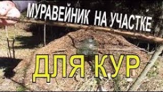 Видео Муравейник на участке для кур несушек. Есть ли польза и как реализовать на практике ? (автор: MiniFermer Птицеводство и фермерство)