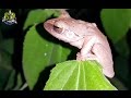 World&#39;s Most Famous Frog-Tree!