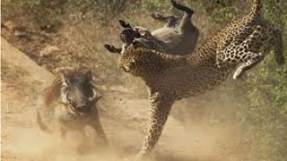 Warthog Risked Her Lives To Fight Leopard, Lion To Protect Her Offspring