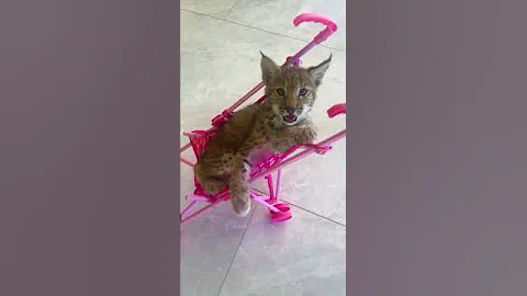 От котёнка-рысёнка до взрослой рыси — как рос Локи 😽