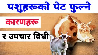 पशुहरूमा पेट फुल्ने समस्याकाे कारणहरू र उपचार ।Treatment of Tympany/Bloat in Cattle। AgroDev Nepal