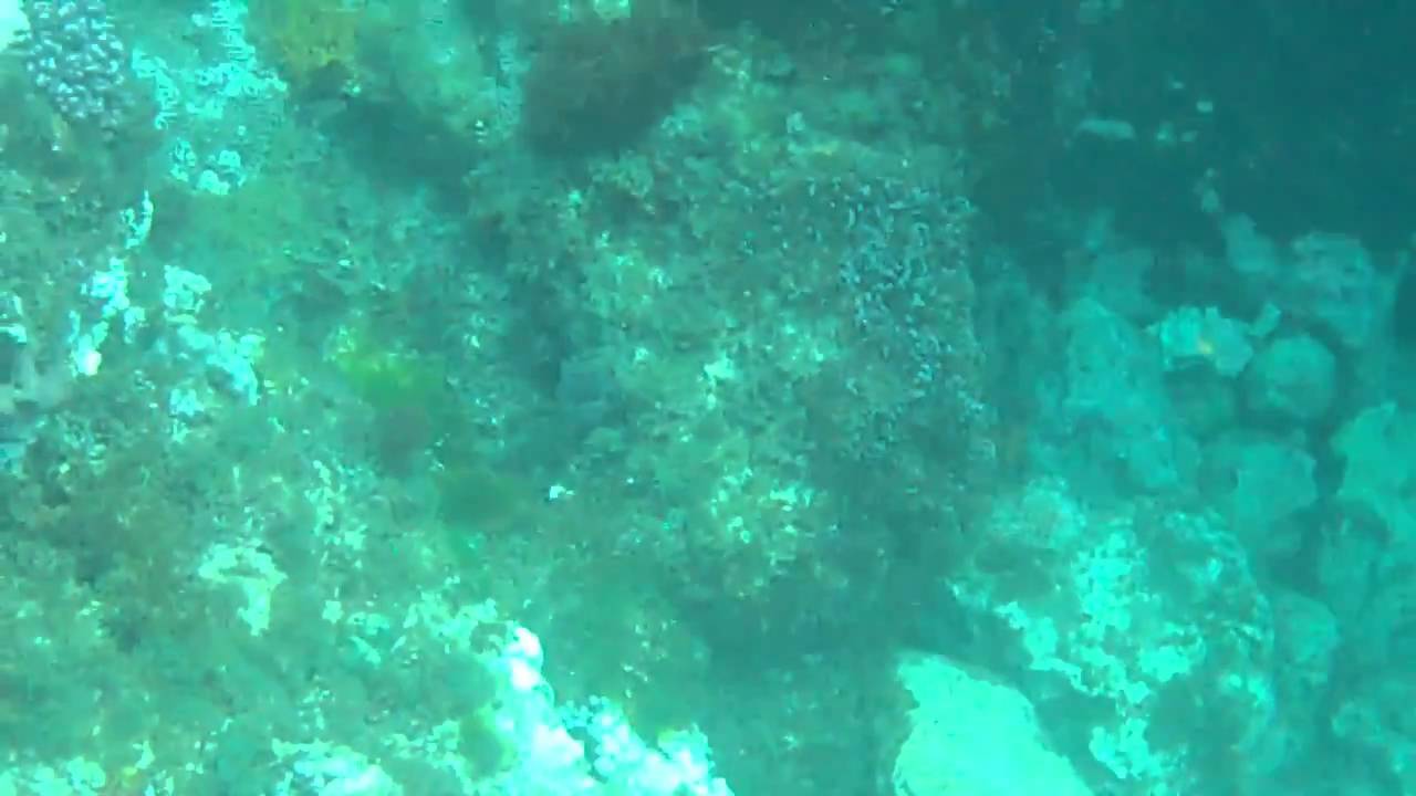 Day 1 Dive on LHI - Massive Bullray