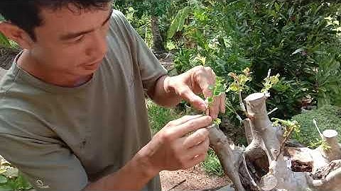 Mở mắt ghép  tường vi.. Vào bằng lăng..