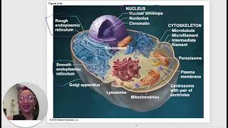 BIO 103 Chapter 4