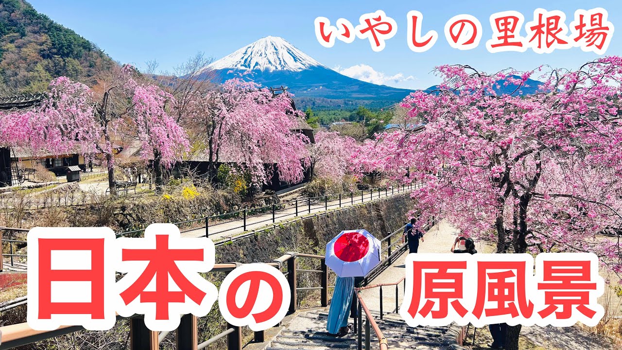これぞ日本の原風景】-4K- 「富士山・しだれ桜・茅葺き屋根」西湖