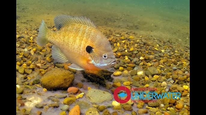 Sixty Seconds Underwater: Episode #10-Why Do Smallmouth Bass Catch
