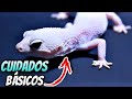 Cuidados Básicos Gecko Leopardo