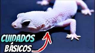 Cuidados Básicos Para Gecko Leopardo!!!