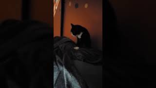 She Likes to Make Biscuts #cat #cats #catlover #catvideos