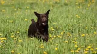 Osku the Happy Labrador